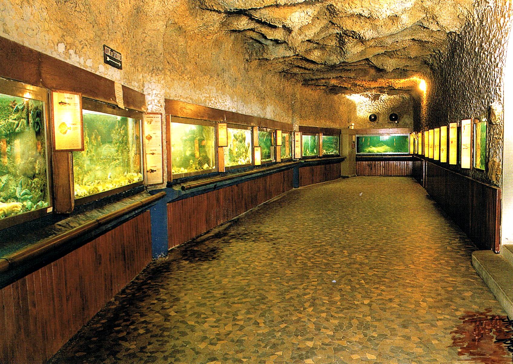 Musée Aquarium - Tortue caret